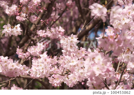 春めき桜の桃色花 100453862