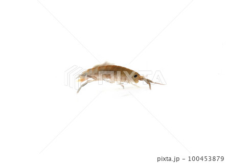 ヒメハマトビムシの仲間 ヒメハマトビムシの仲間 100453879