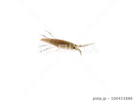 ヒメハマトビムシの仲間 100453886