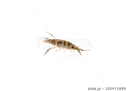 ヒメハマトビムシの仲間 100453889