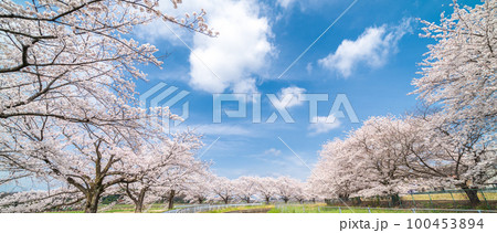 見沼田んぼ 見沼代用水の桜 日本一の桜回廊 見沼田んぼ 見沼代用水の桜 日本一の桜回廊 100453894