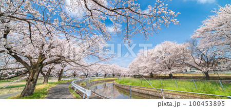 「埼玉県」見沼田んぼ　見沼代用水の桜　日本一の桜回廊 100453895