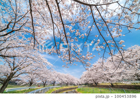「埼玉県」見沼田んぼ　見沼代用水の桜　日本一の桜回廊 100453896