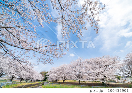 「埼玉県」見沼田んぼ 見沼代用水の桜 日本一の桜回廊 「埼玉県」見沼田んぼ 見沼代用水の桜 日本一の桜回廊 100453901
