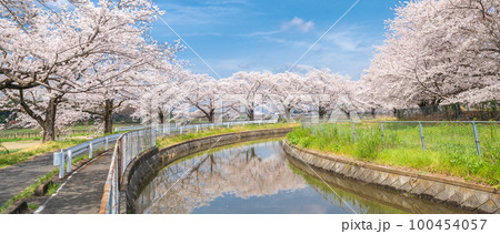 見沼田んぼ　見沼代用水の桜　日本一の桜回廊 100454057