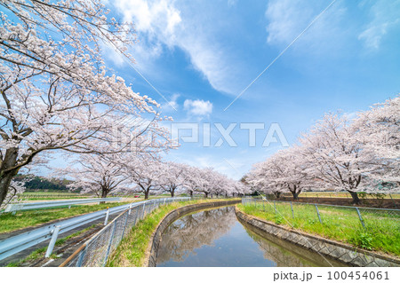 「埼玉県」見沼田んぼ　見沼代用水の桜　日本一の桜回廊 100454061