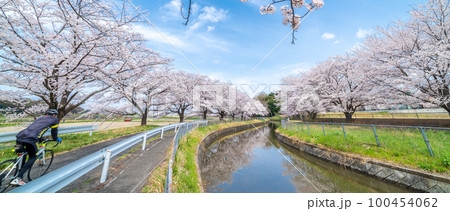 見沼田んぼ　見沼代用水の桜　日本一の桜回廊 100454062