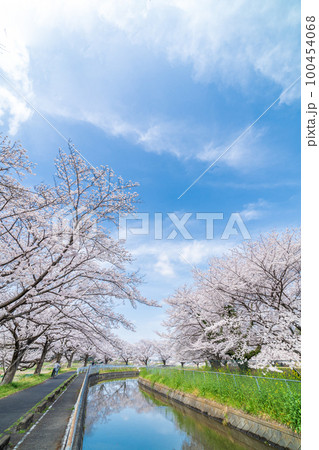 「埼玉県」見沼田んぼ 見沼代用水の桜 日本一の桜回廊 「埼玉県」見沼田んぼ 見沼代用水の桜 日本一の桜回廊 100454068