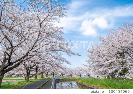 見沼田んぼ　見沼代用水の桜　日本一の桜回廊 100454069