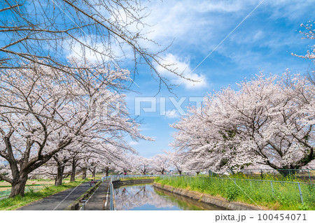 「埼玉県」見沼田んぼ　見沼代用水の桜　日本一の桜回廊 100454071