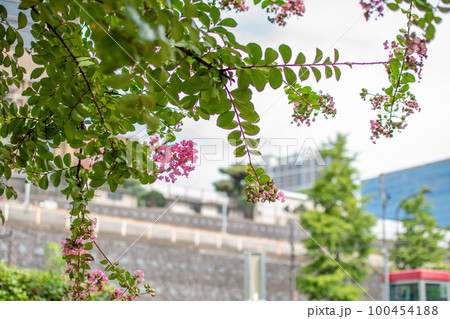牛込小石川線/東京都文京区 牛込小石川線/東京都文京区 100454188