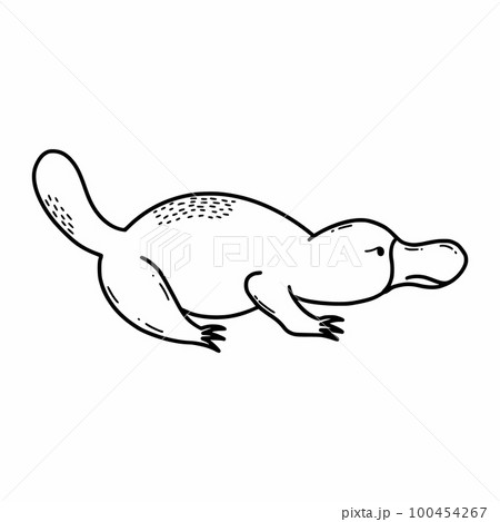 Duckbill. Animals of Australia. Vector doodle illustration. Sketch. 100454267