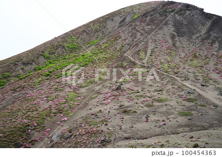 満開のミヤマキリシマが咲く高千穂峰 満開のミヤマキリシマが咲く高千穂峰 100454363