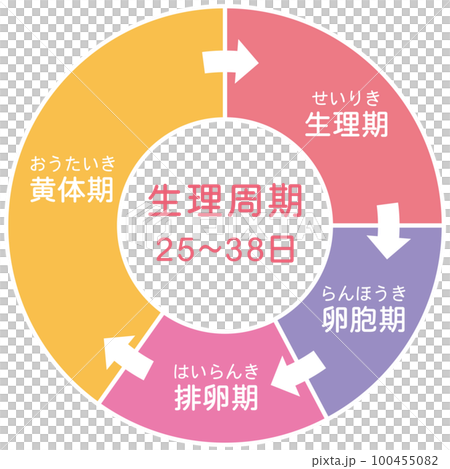 生理周期　月経　周期　円グラフ 100455082
