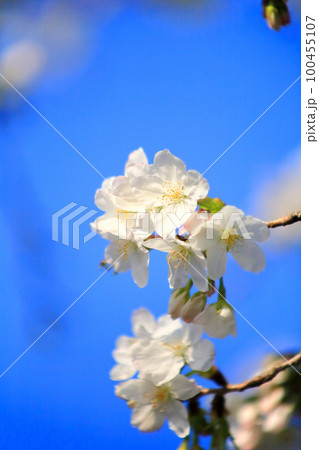 白い大島桜のクローズアップ 100455107