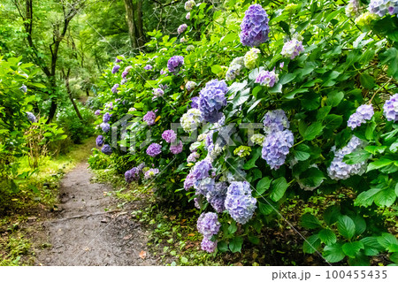 山梨　猿橋公園のアジサイ 100455435