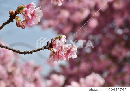 群馬県前橋市敷島の河津桜 群馬県前橋市敷島の河津桜 100455745