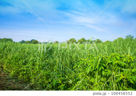渡良瀬遊水地 北中央ゲイト付近からの眺め 初夏の風景 渡良瀬遊水地 北中央ゲイト付近からの眺め 初夏の風景 100456552