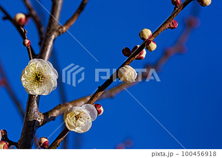 春の使者梅の花 100456918