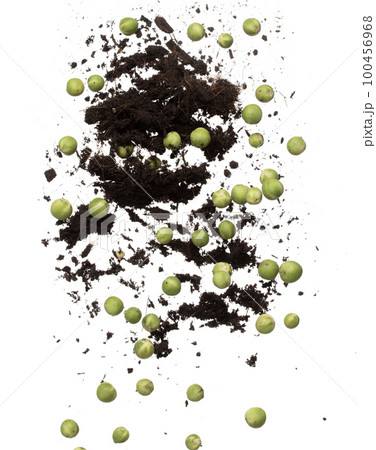 Green Berry Eggplant mix with soil fertilizer fly fall, Green Berry Eggplant for planting float in air. Nightshade Berry Eggplant throw in mid air. White background isolated high speed freeze motion 100456968