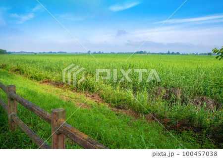 渡良瀬遊水地 北中央ゲイト付近の眺め 初夏の風景 渡良瀬遊水地 北中央ゲイト付近の眺め 初夏の風景 100457038