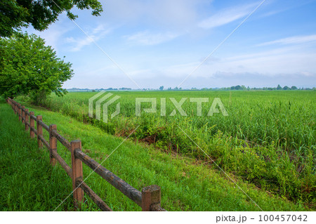渡良瀬遊水地 北中央ゲイト付近の眺め 初夏の風景 渡良瀬遊水地 北中央ゲイト付近の眺め 初夏の風景 100457042