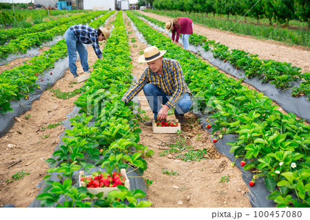 Team of farmers picking strawberry at farm Team of farmers picking strawberry at farm 100457080