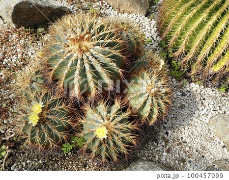 サボテンの花 王冠竜の黄色い花 サボテンの花 王冠竜の黄色い花 100457099