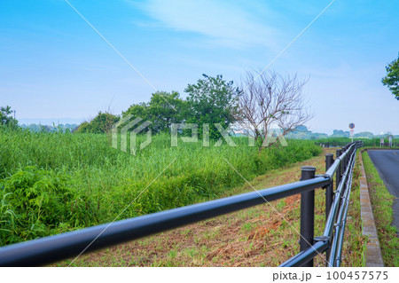 渡良瀬遊水地　北中央ゲイト付近の眺め　初夏の風景　　　 100457575