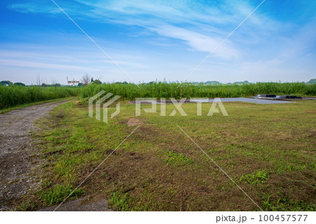 渡良瀬遊水地 北中央ゲイト付近からの眺め 初夏の風景 渡良瀬遊水地 北中央ゲイト付近からの眺め 初夏の風景 100457577