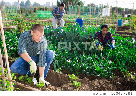Man weeds green cabbage on farm field 100457581