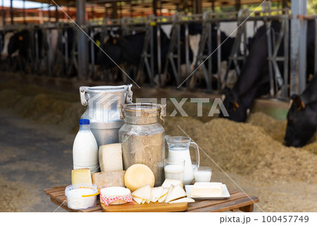 Fresh natural farm dairy products on table in cowshed Fresh natural farm dairy products on table in cowshed 100457749