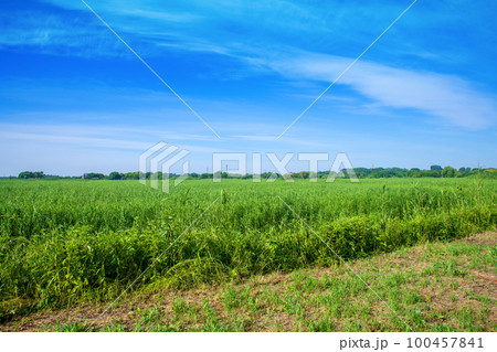 渡良瀬遊水地 初夏の風景 渡良瀬遊水地 初夏の風景 100457841