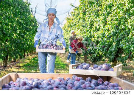 Woman with box full of plums 100457854