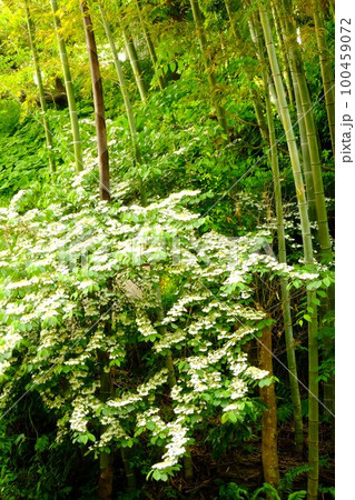 竹林のヤブデマリ咲く　【相模原市津久井　5月】 100459072