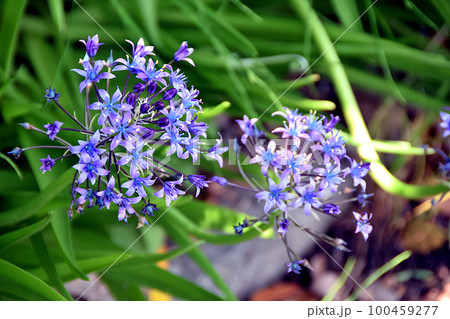 紫色のオオツルボの花 紫色のオオツルボの花 100459277
