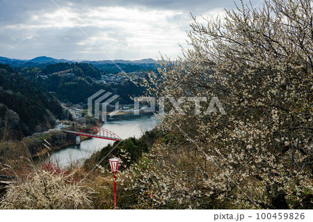 2023早春3月ほぼ咲き揃った梅と空　曇り空からのぞく天使の梯子③ 100459826