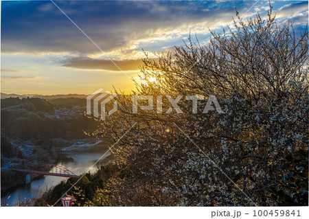 2023早春3月ほぼ咲き揃った梅と空 山際が一段とオレンジ色に輝く月ヶ瀬の夕景 2023早春3月ほぼ咲き揃った梅と空 山際が一段とオレンジ色に輝く月ヶ瀬の夕景 100459841