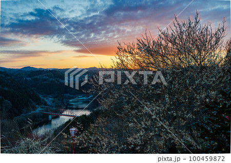 2023早春3月ほぼ咲き揃った梅と空　次第に青くかすんでいく地上の風景② 100459872