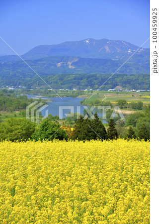 菜の花 100459925