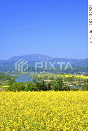 菜の花 菜の花 100459926