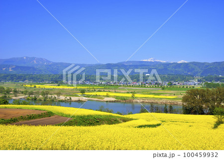 菜の花 菜の花 100459932