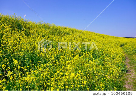 矢切の江戸川土手の菜の花畑　松戸市 100460109