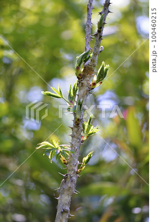 ハリギリ 100460215