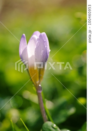 ほのぼのとした花の開花が春の訪れを告げる 100460953
