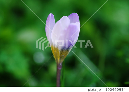 ほのぼのとした花の開花が春の訪れを告げる 100460954