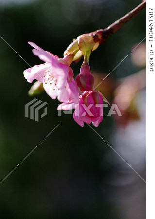 早春に咲くカワズサクラ（河津桜）のピンクの花が可愛い 100461507