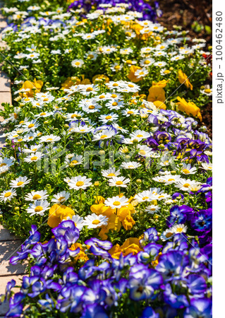 春の花 マーガレットとパンジーが咲く花壇 春の花 マーガレットとパンジーが咲く花壇 100462480