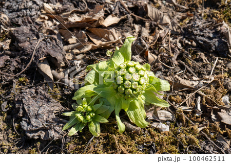 ふきのとう｜春の山菜｜食材イメージ｜春イメージ 100462511