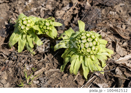 ふきのとう｜春の山菜｜食材イメージ｜春イメージ 100462512